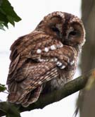6125 Tawny Owl 01 Chris Gilbert, Ravenseye Gallery, Peak District, Photographs, Courses
